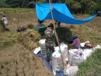 Satuan Tugas TMMD Kodim Bojonegoro Membantu Mengemas Gabah Milik Sarimin